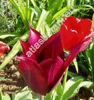 Tulipa 'Burgundy'