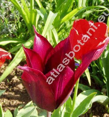 Tulipa 'Burgundy'