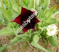 Tulipa 'Burgundy'