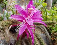 Aporocactus flagelliformis (Aporocactus flagelliformis (L.) Lem.)