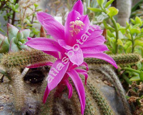 Aporocactus flagelliformis (Aporocactus flagelliformis (L.) Lem.)