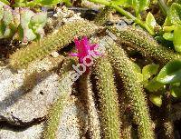 Aporocactus flagelliformis (Aporocactus flagelliformis (L.) Lem.)