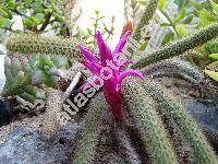 Aporocactus flagelliformis (Aporocactus flagelliformis (L.) Lem.)