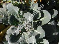 Brassica oleracea var. italica (Brassica oleracea L. convar. botrytis (L.) Alef. var. cymosa Duch.)