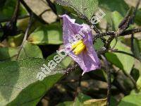Solanum melongena L. (Solanum esculentum Dunal.)
