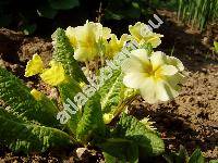 Primula vulgaris (Primula vulgaris Huds., Primula acaulis (L.) Hill)