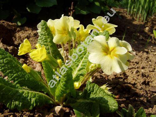 Primula vulgaris (Primula vulgaris Huds., Primula acaulis (L.) Hill)