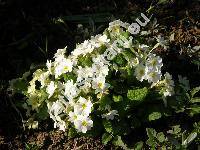 Primula vulgaris (Primula vulgaris Huds., Primula acaulis (L.) Hill)