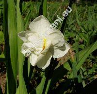 Narcissus 'Cheerfulness' (Narcissus tazetta L.)