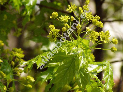 Acer platanoides L. (Acer crispum Lauth)