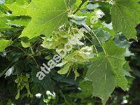 Acer platanoides L. (Acer crispum Lauth)