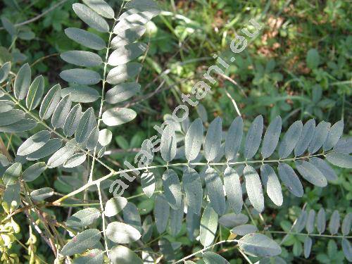 Amorpha fruticosa L.