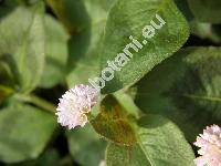 Persicaria capitata (Polygonum capitatum Buch.-Ham.)