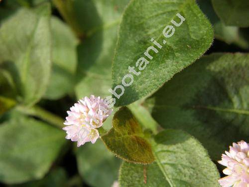 Persicaria capitata (Polygonum capitatum Buch.-Ham.)