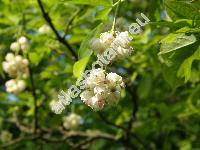 Staphylea pinnata L.