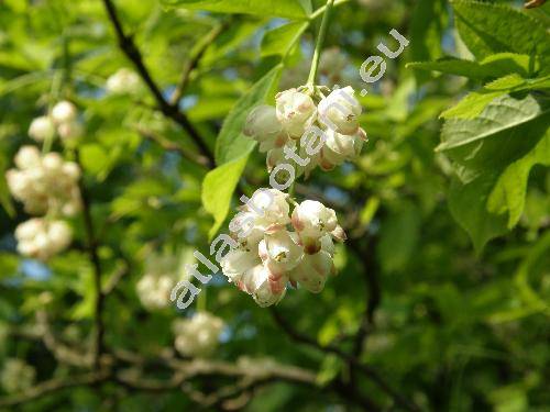 Staphylea pinnata L.