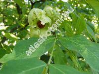 Staphylea pinnata L.