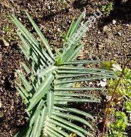 Euphorbia lathyris L. (Tithymalus lathyris (L.) Hill)