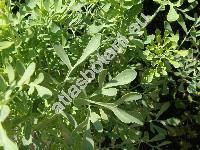 Ruta graveolens L.