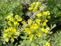 Ruta graveolens L.