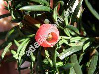 Taxus baccata L. (Taxus communis Sen.)