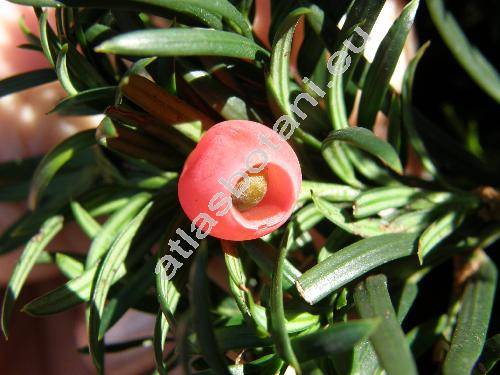 Taxus baccata L. (Taxus communis Sen.)