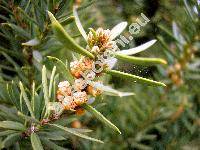 Taxus baccata L. (Taxus communis Sen.)