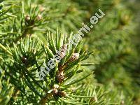 Picea glauca 'Conica' (Picea albertiana 'Conica', Picea x albertiana)