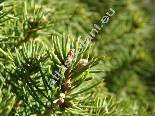 Picea glauca 'Conica' (Picea albertiana 'Conica', Picea x albertiana)