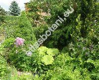 Picea glauca 'Conica' (Picea albertiana 'Conica', Picea x albertiana)