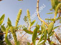 Salix matsudana Koidzumi 'Tortuosa' (Salix babylonica cv. Tortuosa)