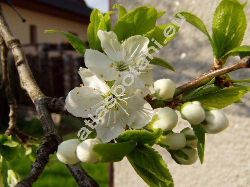 Prunus domestica L.