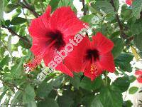 Hibiscus rosa-sinensis L.