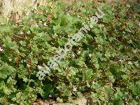 Cymbalaria muralis Gartn. (Linaria cymbalaria (L.) Mill., Antirrhinum hederaceum Lam.)