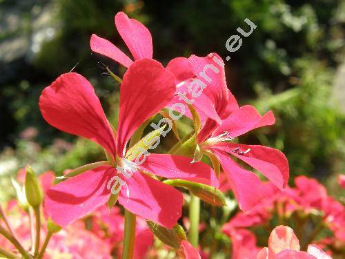 Pelargonium peltatum (Pelargonium peltatum (L.) Ait.)