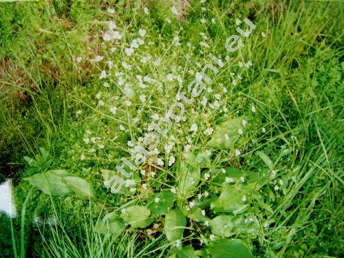 Alisma plantago-aquatica L.