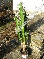 Euphorbia trigona (Euphorbia trigona Mill., Tithymalus)