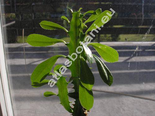 Euphorbia trigona (Euphorbia trigona Mill., Tithymalus)
