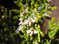 Thuja orientalis L. (Platycladus orientalis (L.) Franco, Biota orientalis (L.) Endl.)