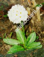 Primula denticulata Smith 'Alba'