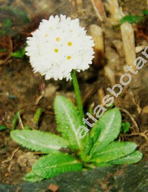 Primula denticulata Smith 'Alba'