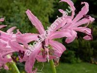 Nerine 'Pink Triumph'