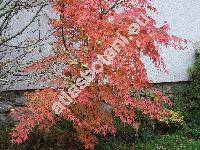 Acer palmatum (Acer palmatum Thunb.)