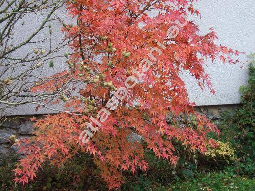 Acer palmatum (Acer palmatum Thunb.)