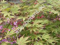 Acer palmatum (Acer palmatum Thunb.)