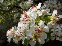 Pyrus communis L. (Pyrus domestica Medik.)