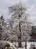 Pyrus communis L. (Pyrus domestica Medik.)