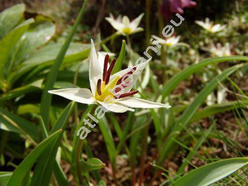 Tulipa biflora 'Maxima' (Tulipa biflora var. turkestanica Regel)