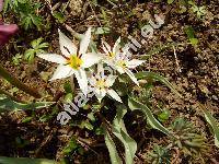 Tulipa biflora 'Maxima' (Tulipa biflora var. turkestanica Regel)