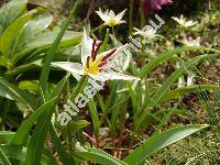 Tulipa biflora 'Maxima' (Tulipa biflora var. turkestanica Regel)